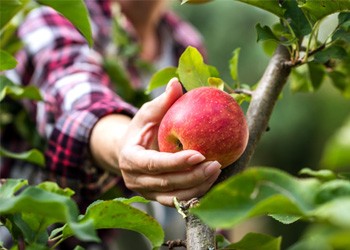 Woman picking an apple